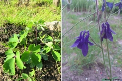 Aquilegia glandulosa
