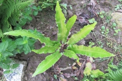 Asplenium scolopendrium
