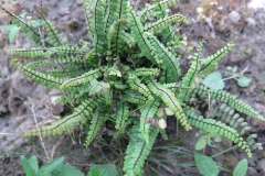 Asplenium trichomanes