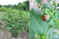 Atropa belladonna