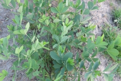 Baptisia australis