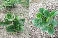 Bergenia cillata