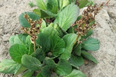 Bergenia crassifolia