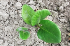 Bergenia stracheyi