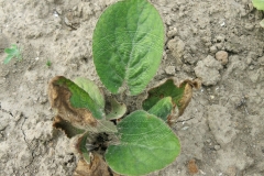 Bergenia thyrsoides