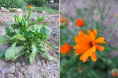 Calendula officinalis