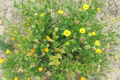 Calendula officinalis_