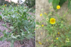 Calendula stellata