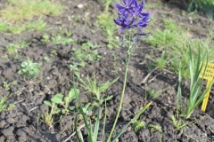 Camassia-quamash