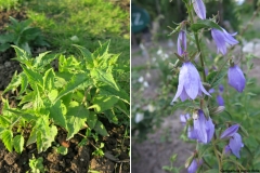 Campanula persicifolia