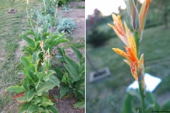Canna coccinea