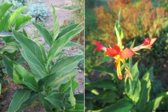 Canna indica