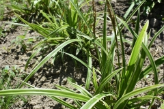 Carex morrowii 'Ice Dance'