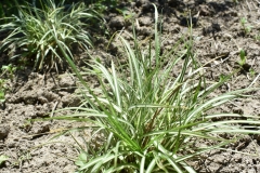 Carex ornithopoda 'Variegata'