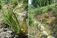 Carex pendula