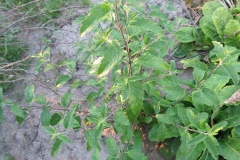 Caryopteris × clandonensis