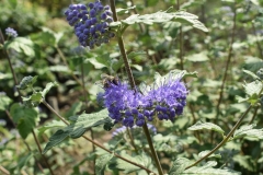 Caryopteris incana