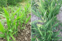 Chasmanthium latifolium