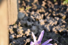 Colchicum-bulbocodium