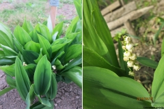 Convallaria majalis