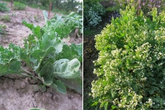 Crambe aspera