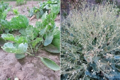 Crambe cordifolia