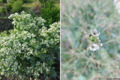 Crambe maritima