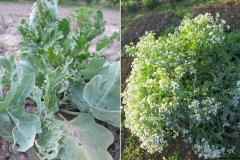 Crambe pontica