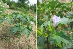 Datura metel