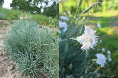 Dianthus anatolicus