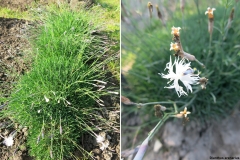 Dianthus arenarius