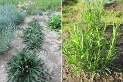 Dianthus armeria