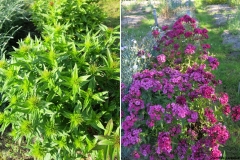 Dianthus barbatus