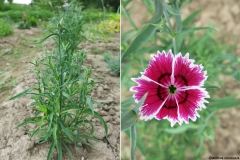 Dianthus chinensis