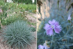 Dianthus cretaceus