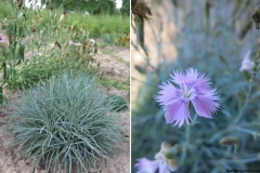 Dianthus cretaceus