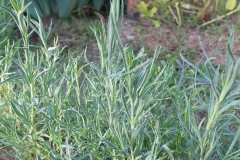 Dianthus gallicus