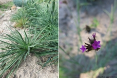 Dianthus giganteiformis