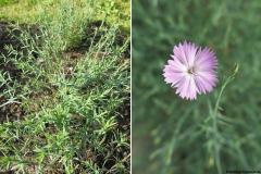 Dianthus hypanicus