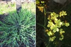 Dianthus knappii