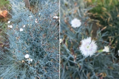 Dianthus moesiacus