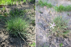 Dianthus orientalis