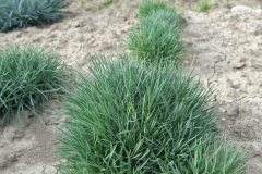 Dianthus plumarius