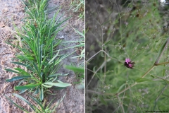 Dianthus pontederae