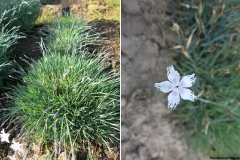 Dianthus serotinus