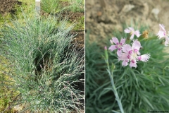 Dianthus superbus