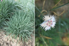 Dianthus tianschanicus