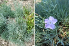 Dianthus uralensis