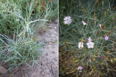 Dianthus webbianus