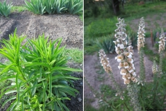 Digitalis ferruginea